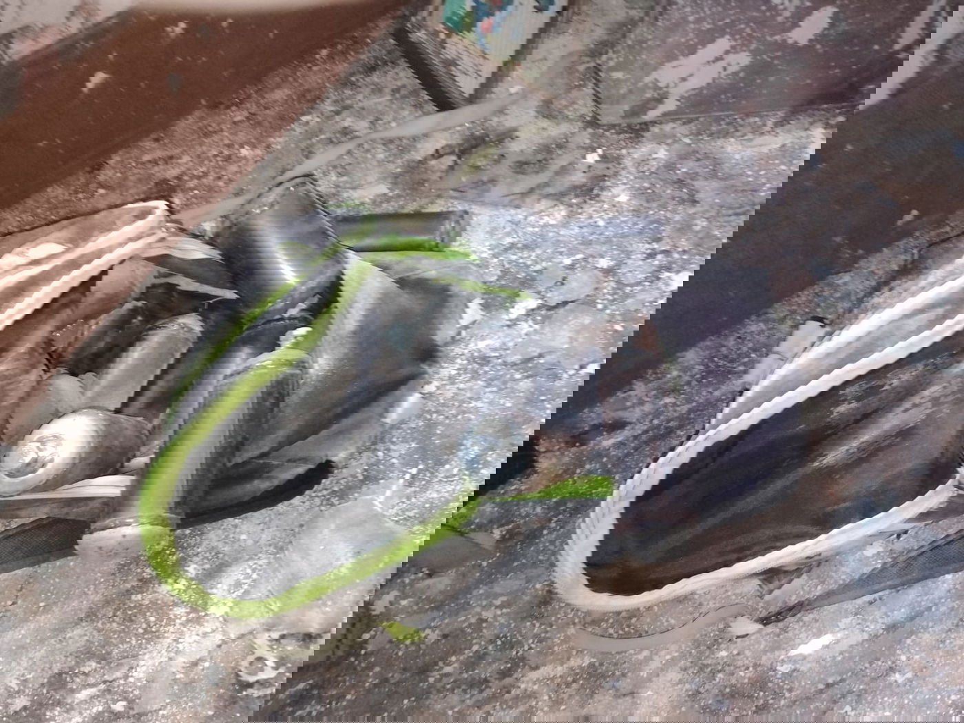 צילומים מפעילות הכוחות