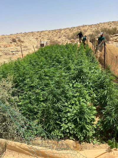 הלוחמים השמידו מאות חממות ושתילים בשווי מאות מיליונים