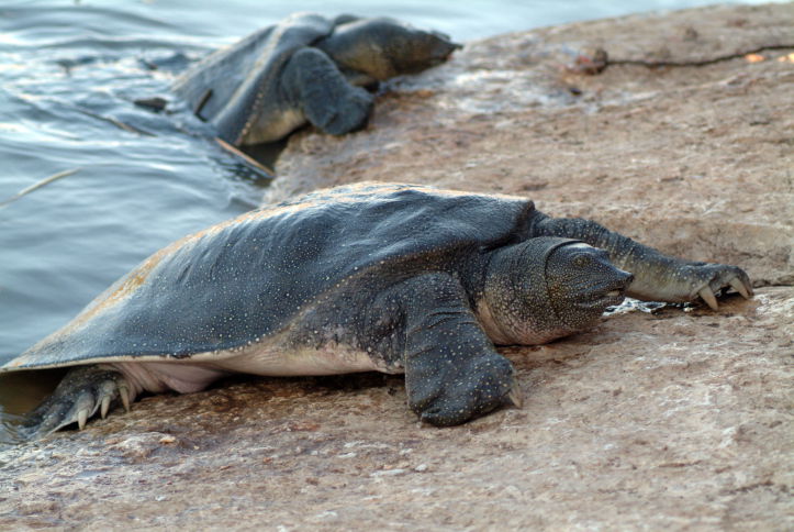 צבים בנחל אלכסנדר