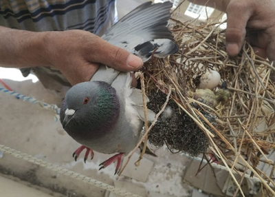 שילוח הקן | ארכיון