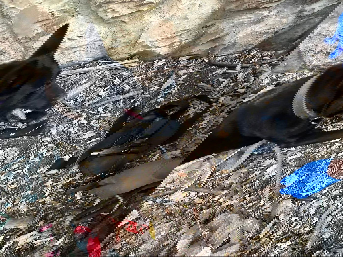 תפיסת האקדח