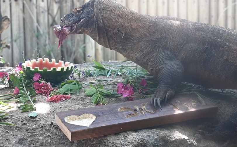 כך חגגו היום בספארי יום הולדת 13 ל'שאול כוח הקומדו'