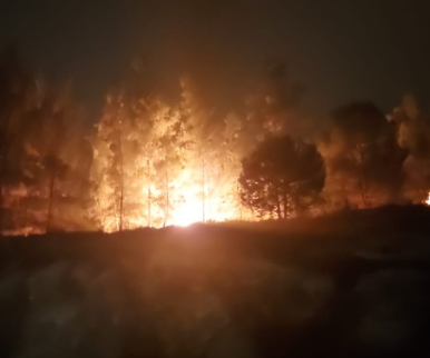 הצתה מכוונת? שריפות פרצו בחורש הסמוך ליישוב מגורים