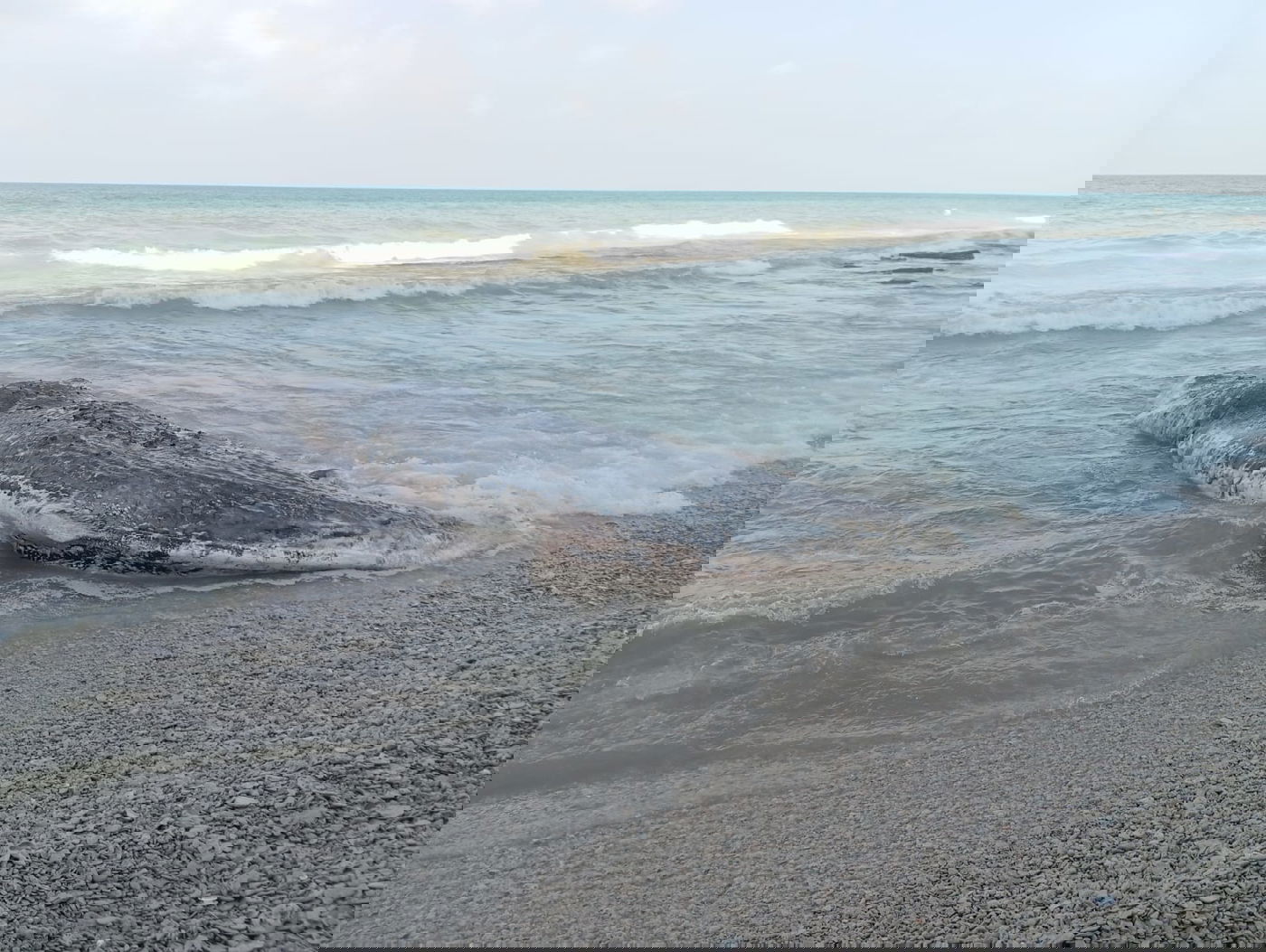 סוף עצוב: הלוויתן באורך עשרה מטרים נפלט מת לחוף