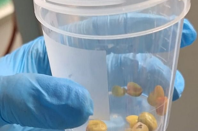 האופנה שהתגלתה