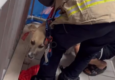 לוחמי האש חילצו כלב שראשו נתקע בן הסורגים במרפסת