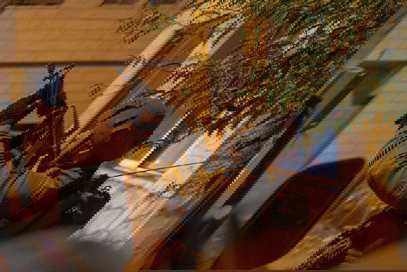 פעילות הכוחות, באחד הלילות השבוע, ביו"ש