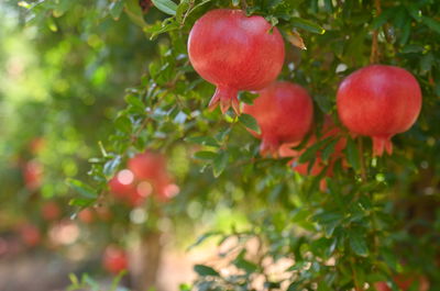 גל החום יגיע היום לשיאו; בשבת - ירידה ניכרת בטמפרטורות