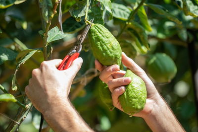 קטיף אתרוגים | ארכיון