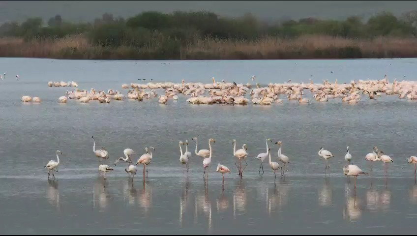 השקנאים הבוקר באגמון החולה