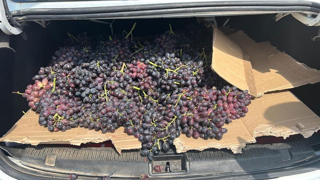 הבדואי וחברו נתפסו על חם בזמן שגנבו עשרות קילו ענבים