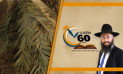 מותר לקטוף סכך לסוכה - ללא רשות מהעירייה? • צפו 