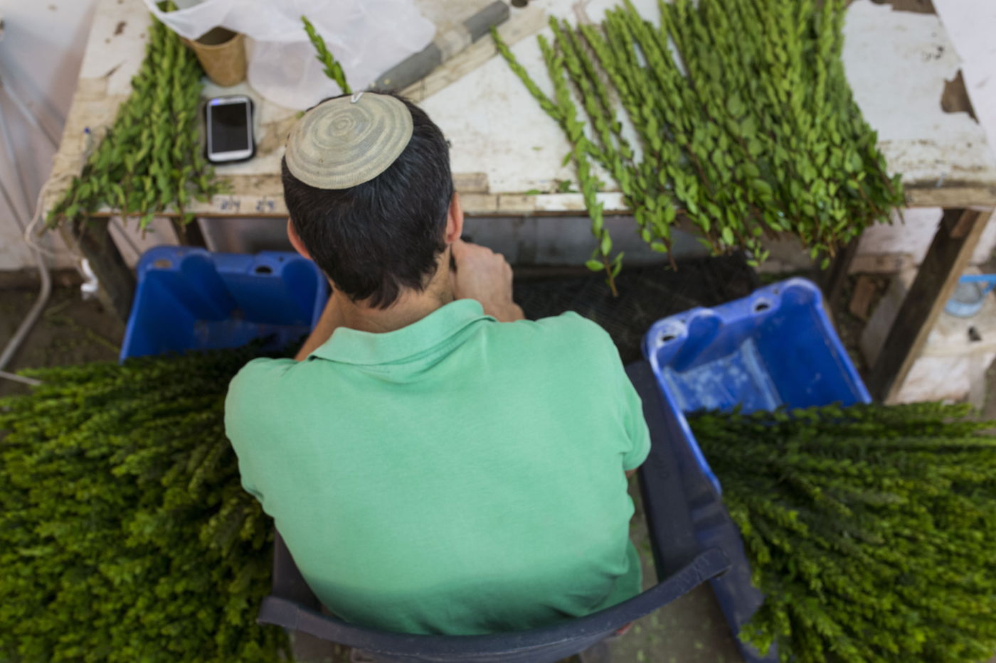 מכירת הדסים