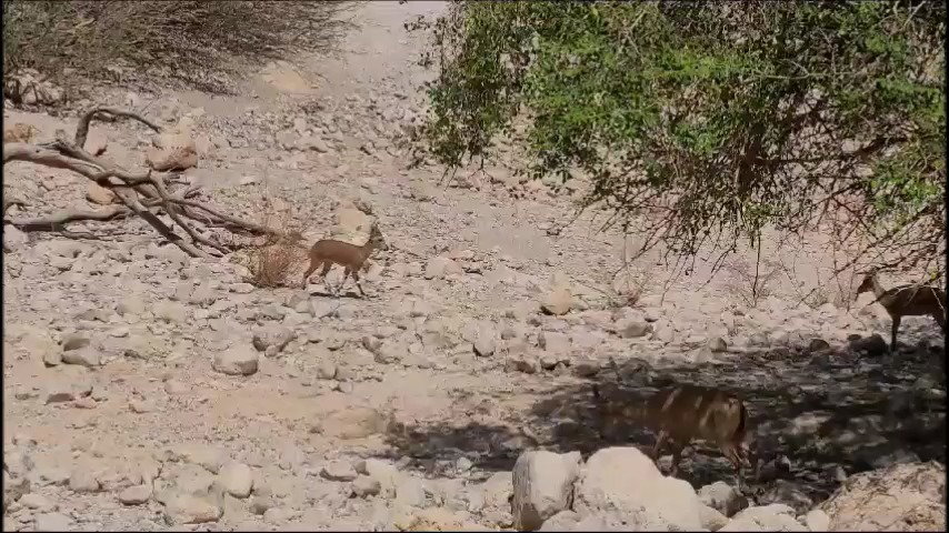 היעלה חוזרת לטבע