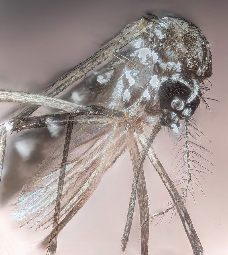 תושבת כוכב יאיר שבה מחו"ל ונדבקה בקדחת דנגי, חשש מהתפשטות של הנגיף