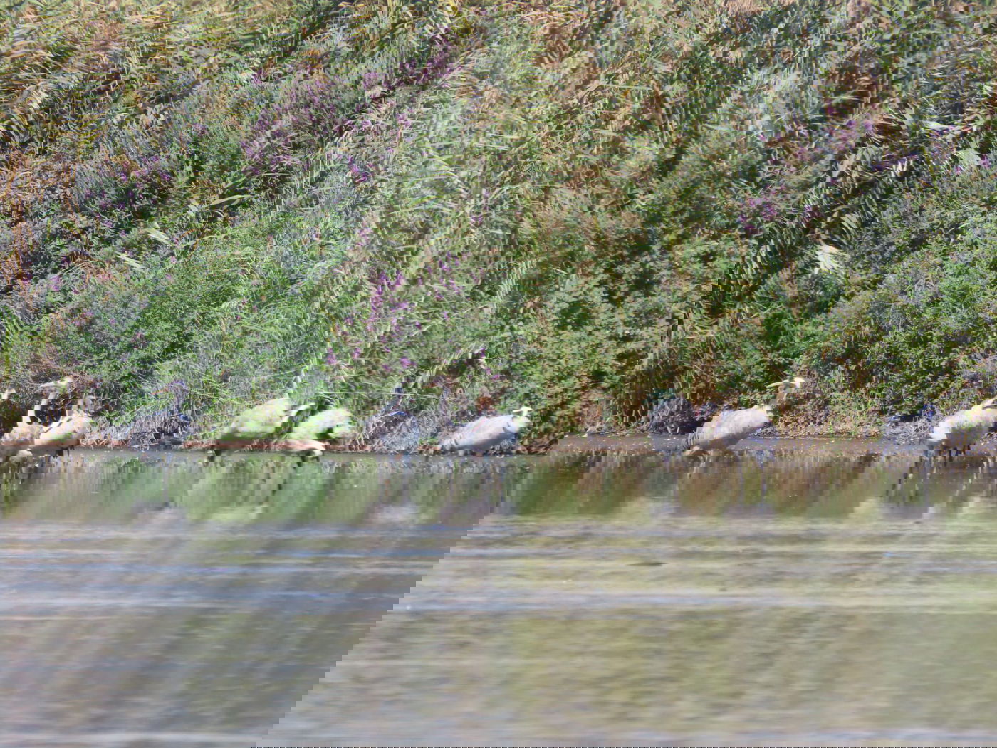 העגורים הראשונים באגמון החולה