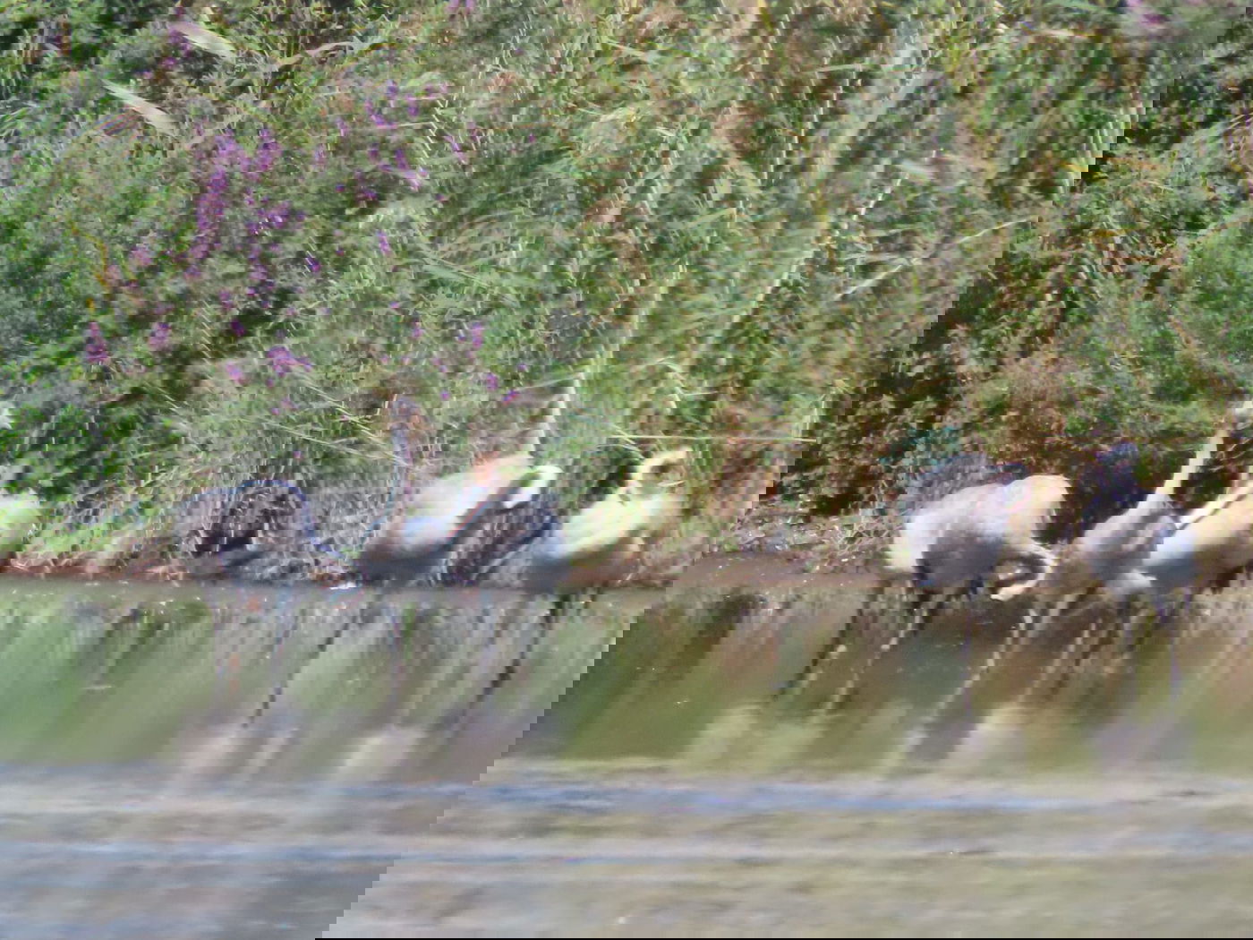 העגורים הראשונים באגמון החולה