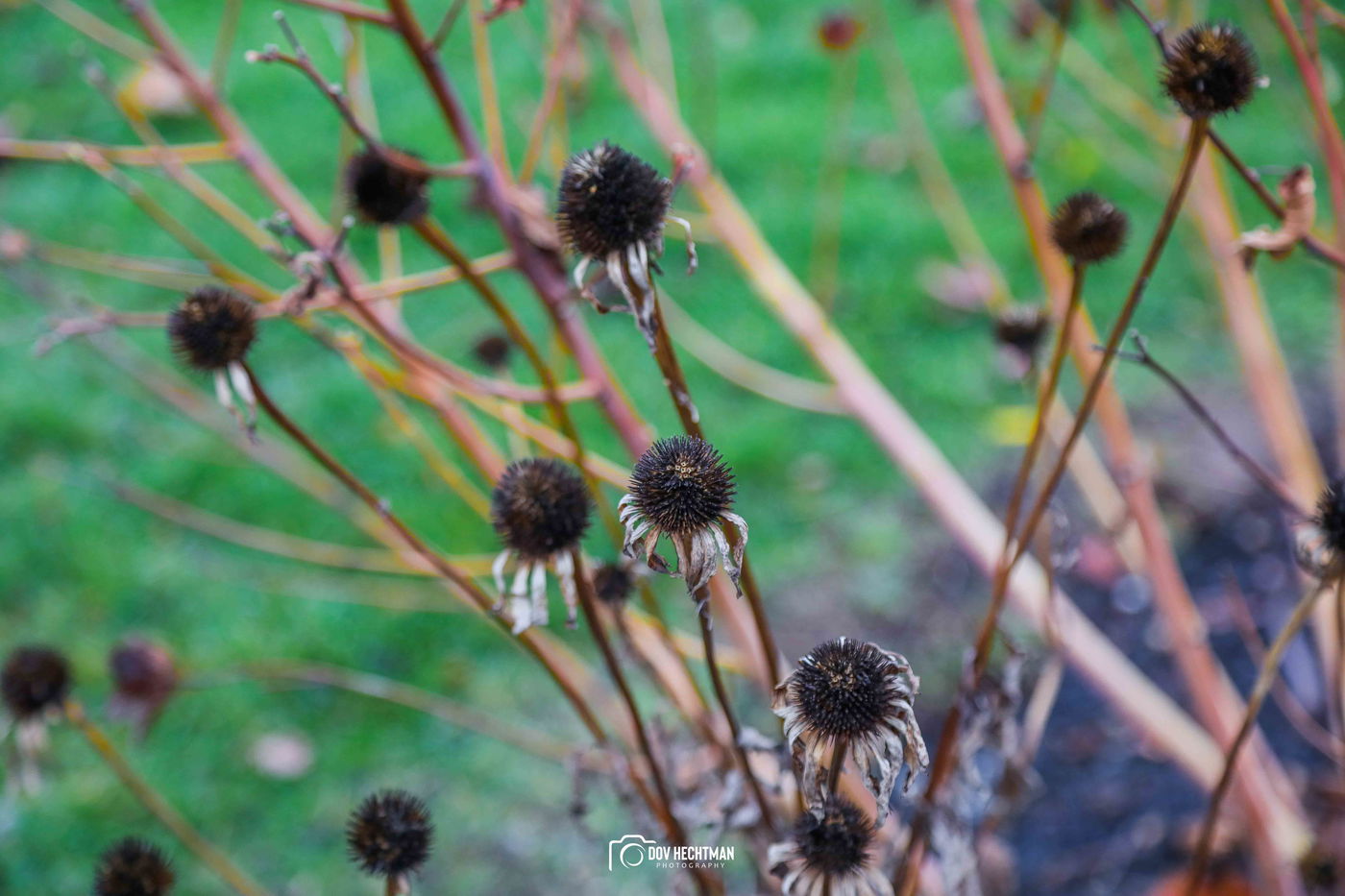 מפלי הניאגרה