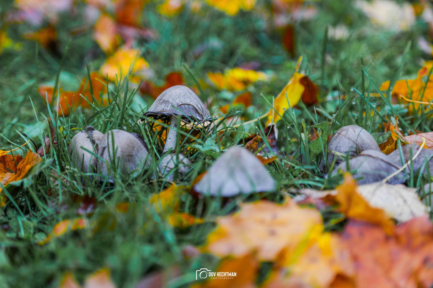 מפלי הניאגרה