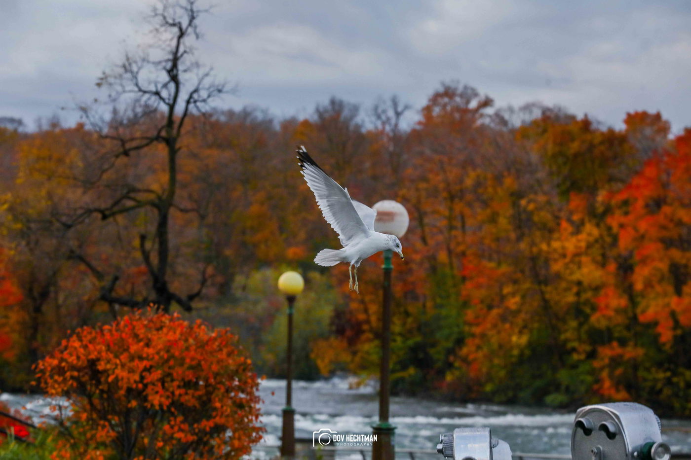 מפלי הניאגרה