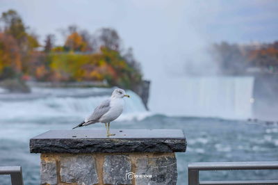 מפלי הניאגרה