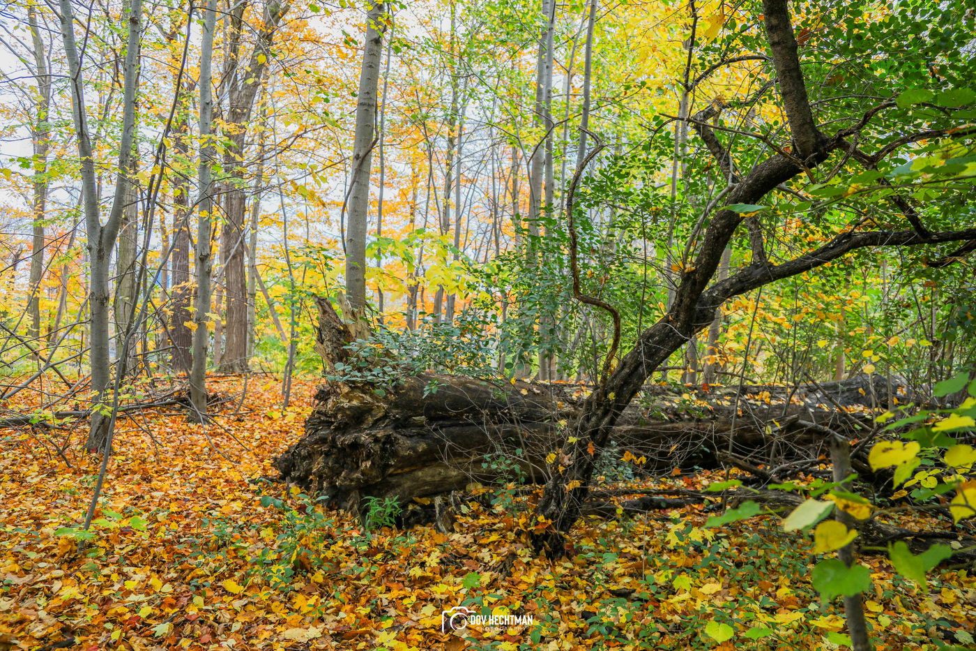 מפלי הניאגרה