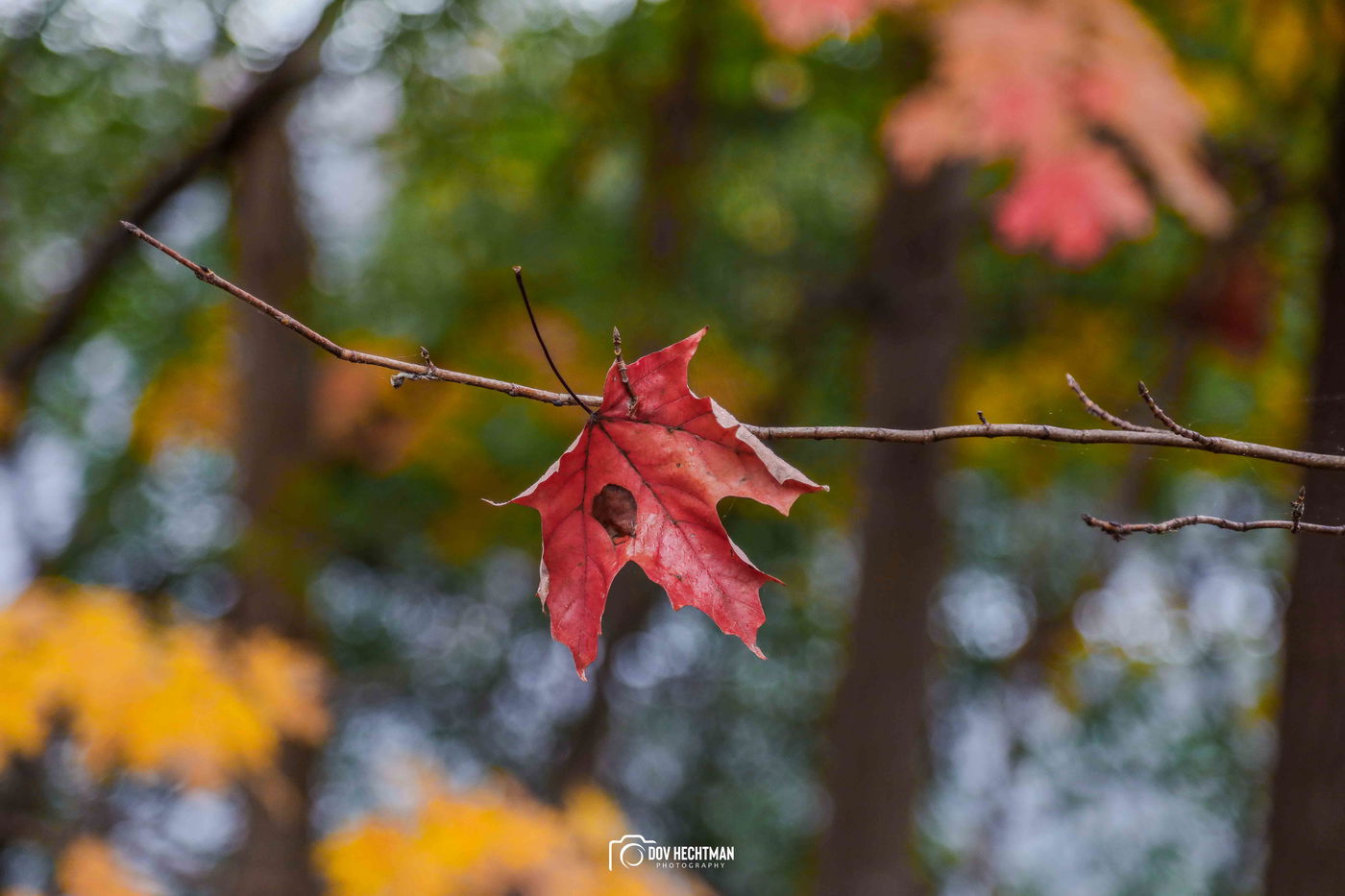 מפלי הניאגרה