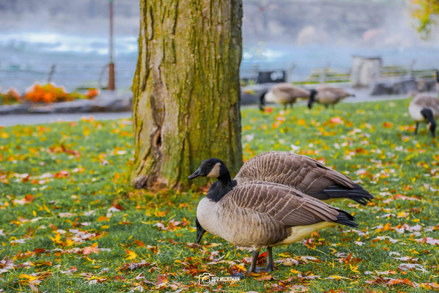 מפלי הניאגרה