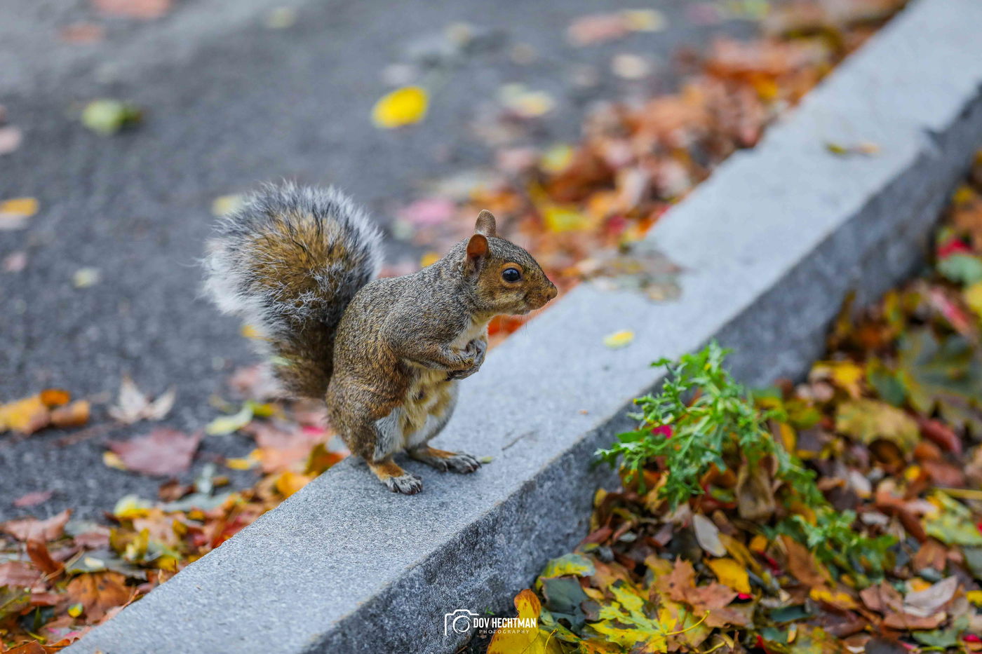 מפלי הניאגרה