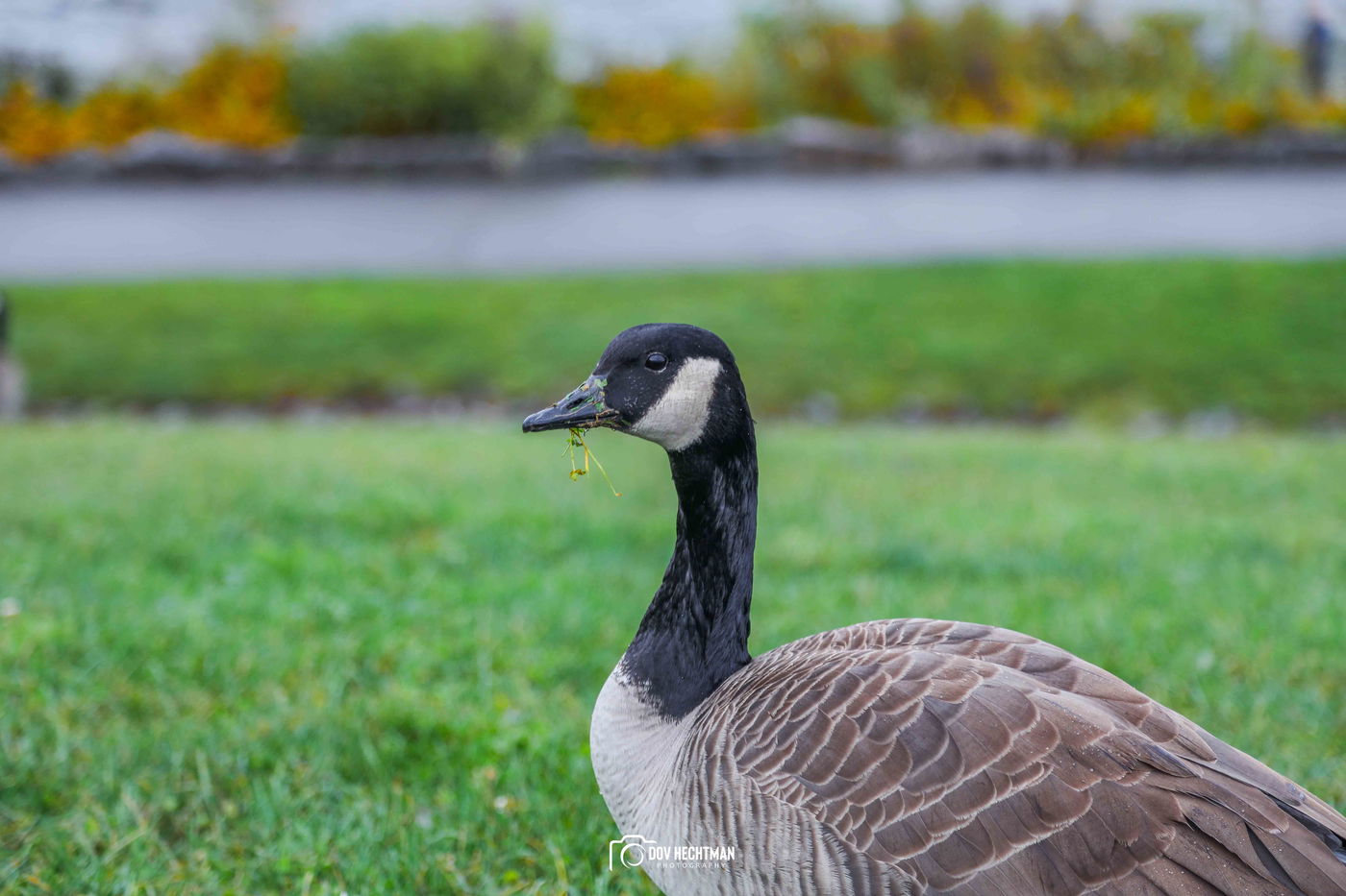 מפלי הניאגרה