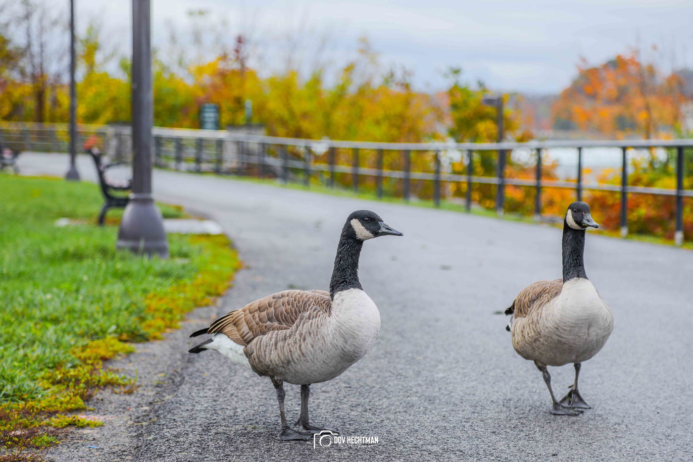 מפלי הניאגרה