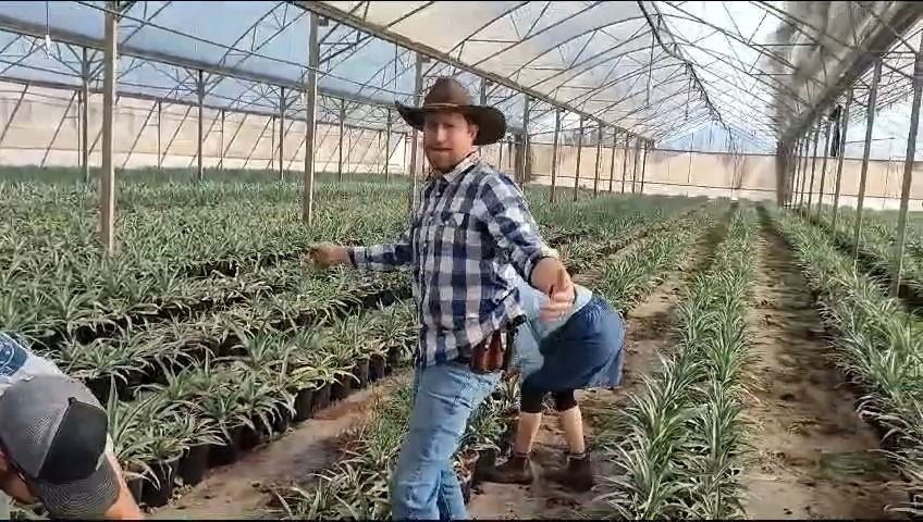 הבוקרים האמריקנים במשק