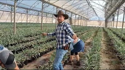 הבוקרים האמריקנים במשק