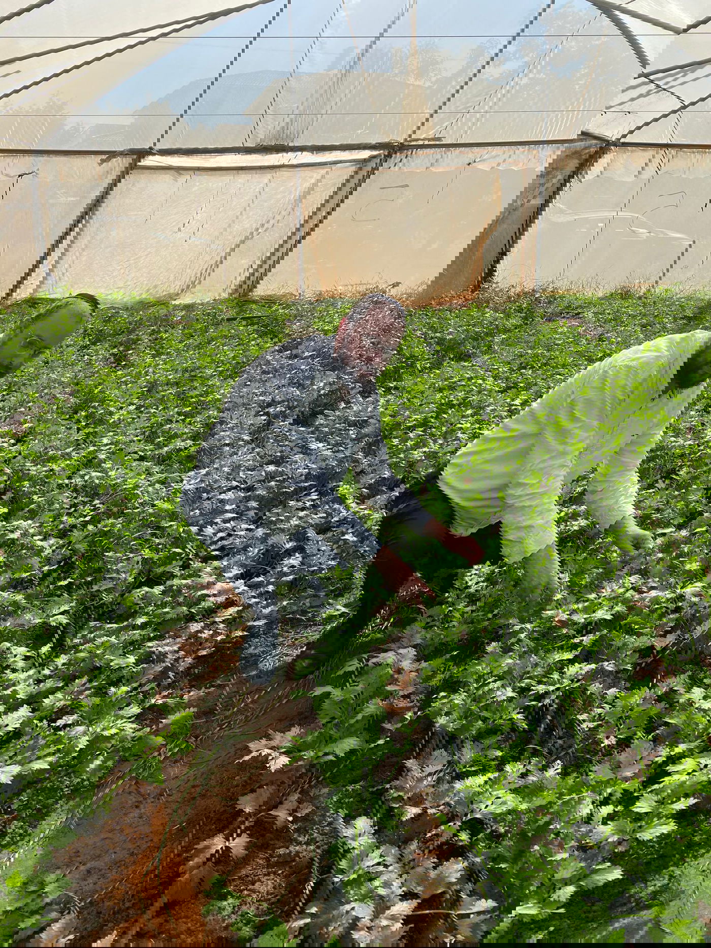 זופניק בכיכר • כל התמונות, הנייעס והחשיפות של המלחמה