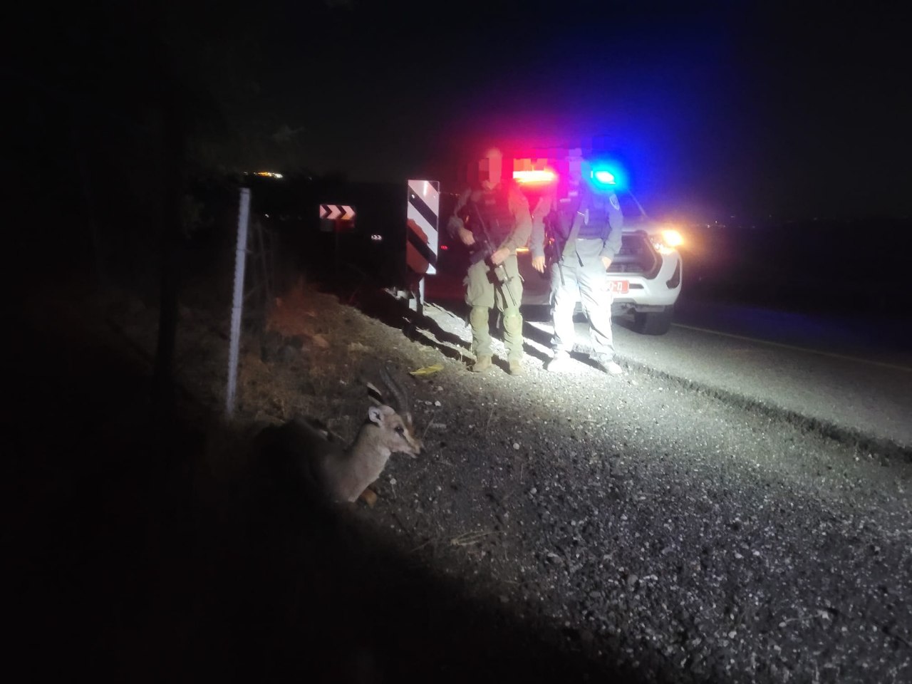 לוחמי מג"ב הבחינו בצבי פצוע בשולי הכביש - והצילו את חייו