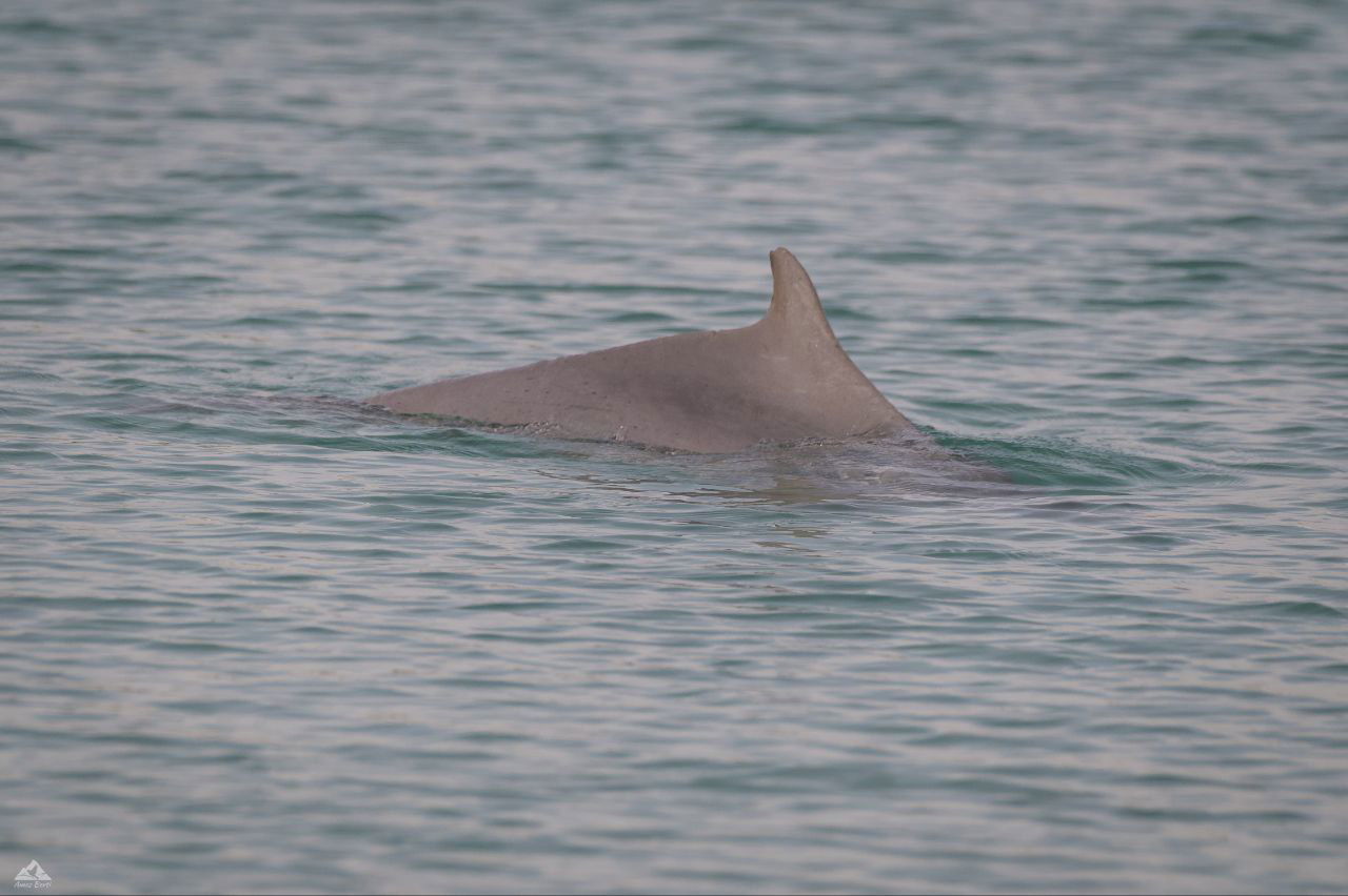 תיעוד מרגש: הדולפינה מסוג מגובנן נצפתה בחופי ישראל