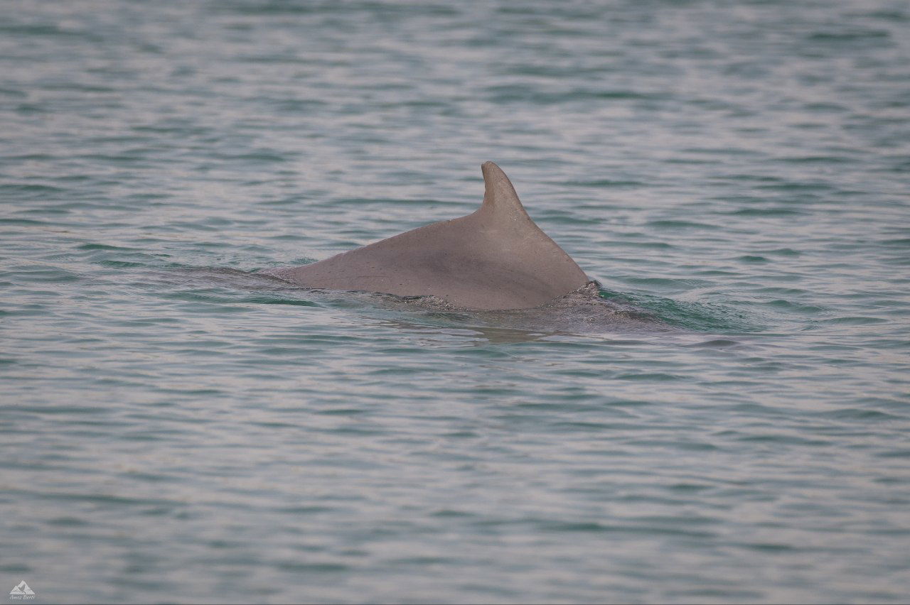תיעוד מרגש: הדולפינה מסוג מגובנן נצפתה בחופי ישראל