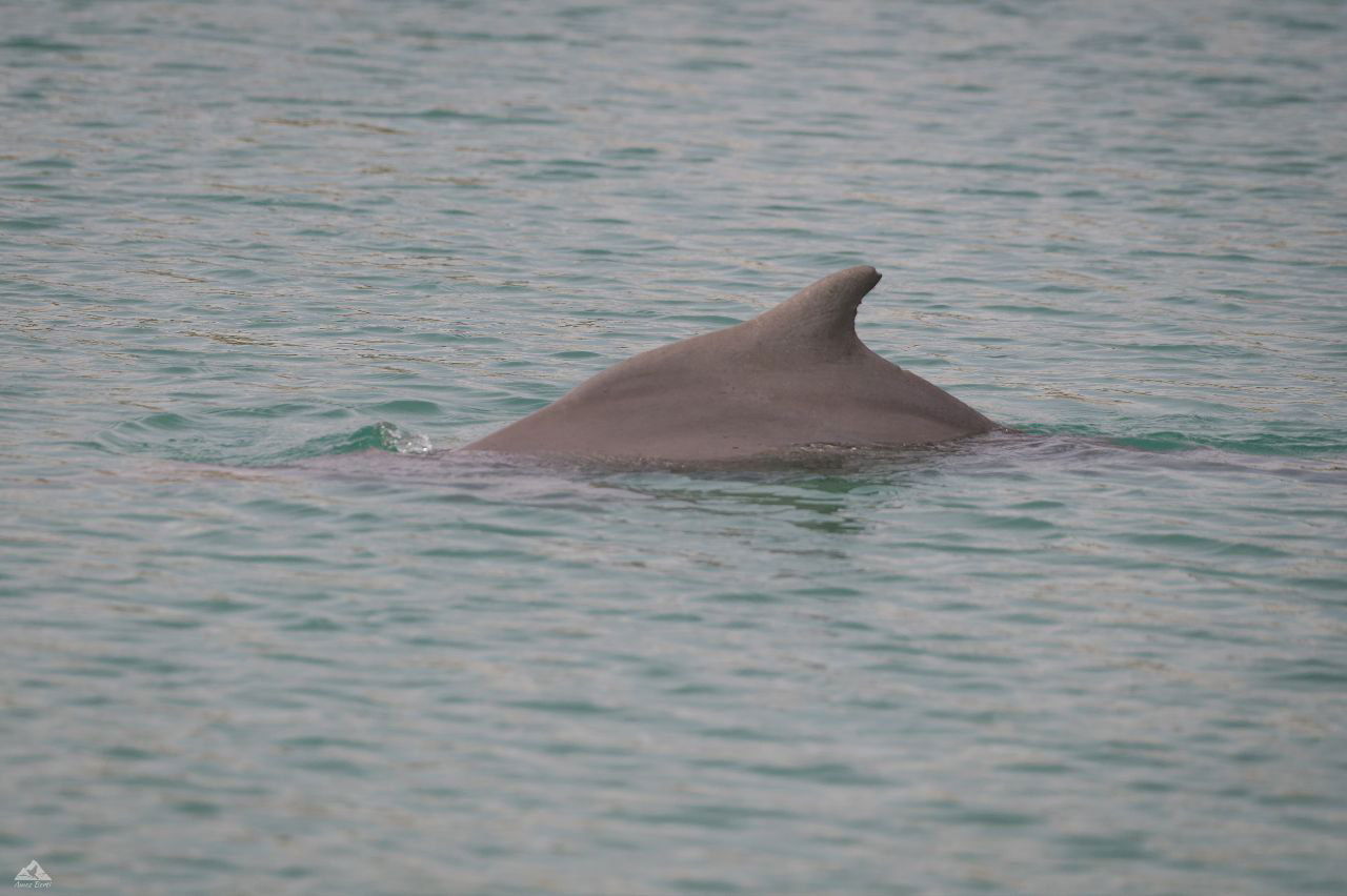 תיעוד מרגש: הדולפינה מסוג מגובנן נצפתה בחופי ישראל