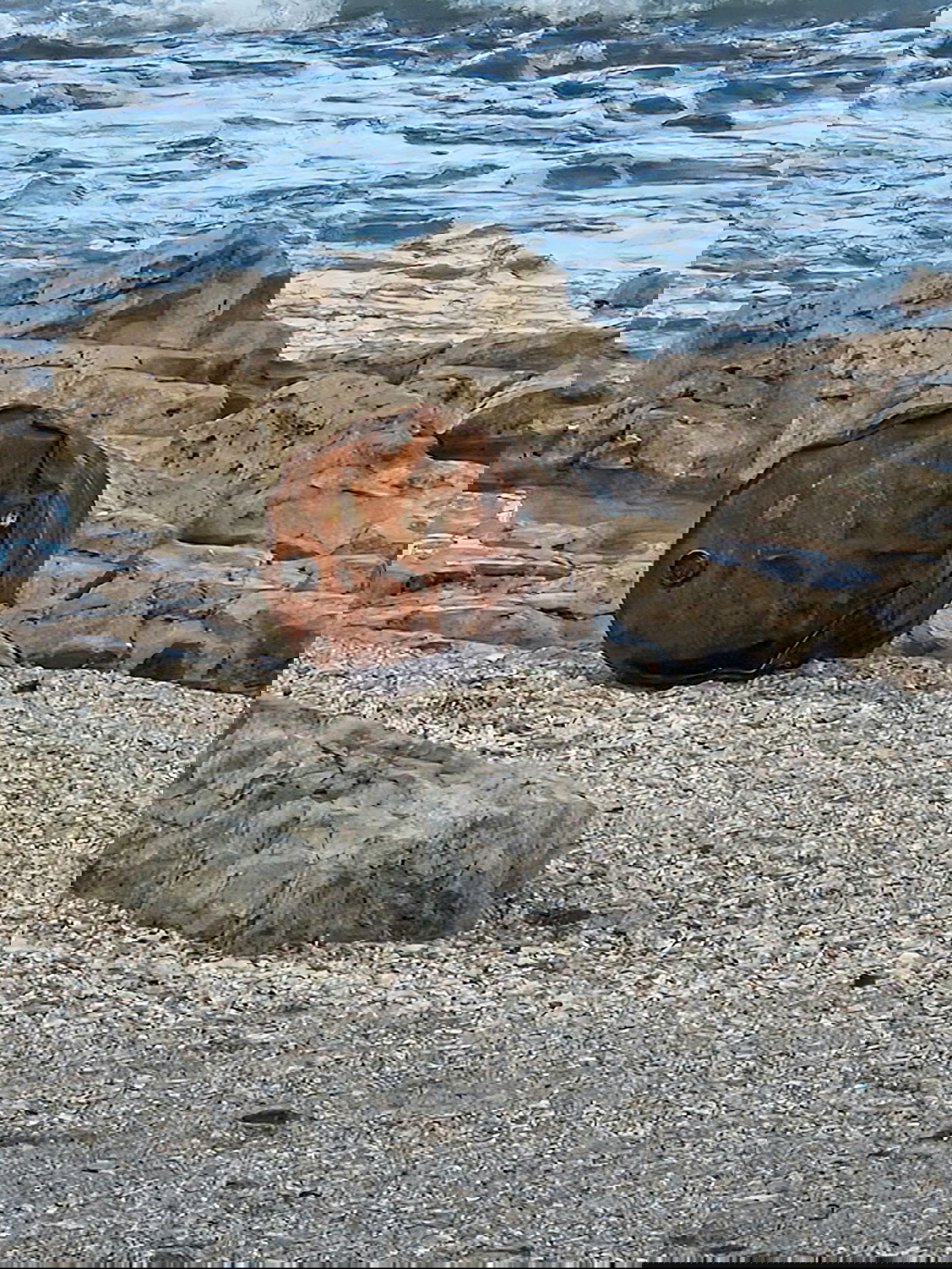 הזיהום בשמורת הטבע שקמונה