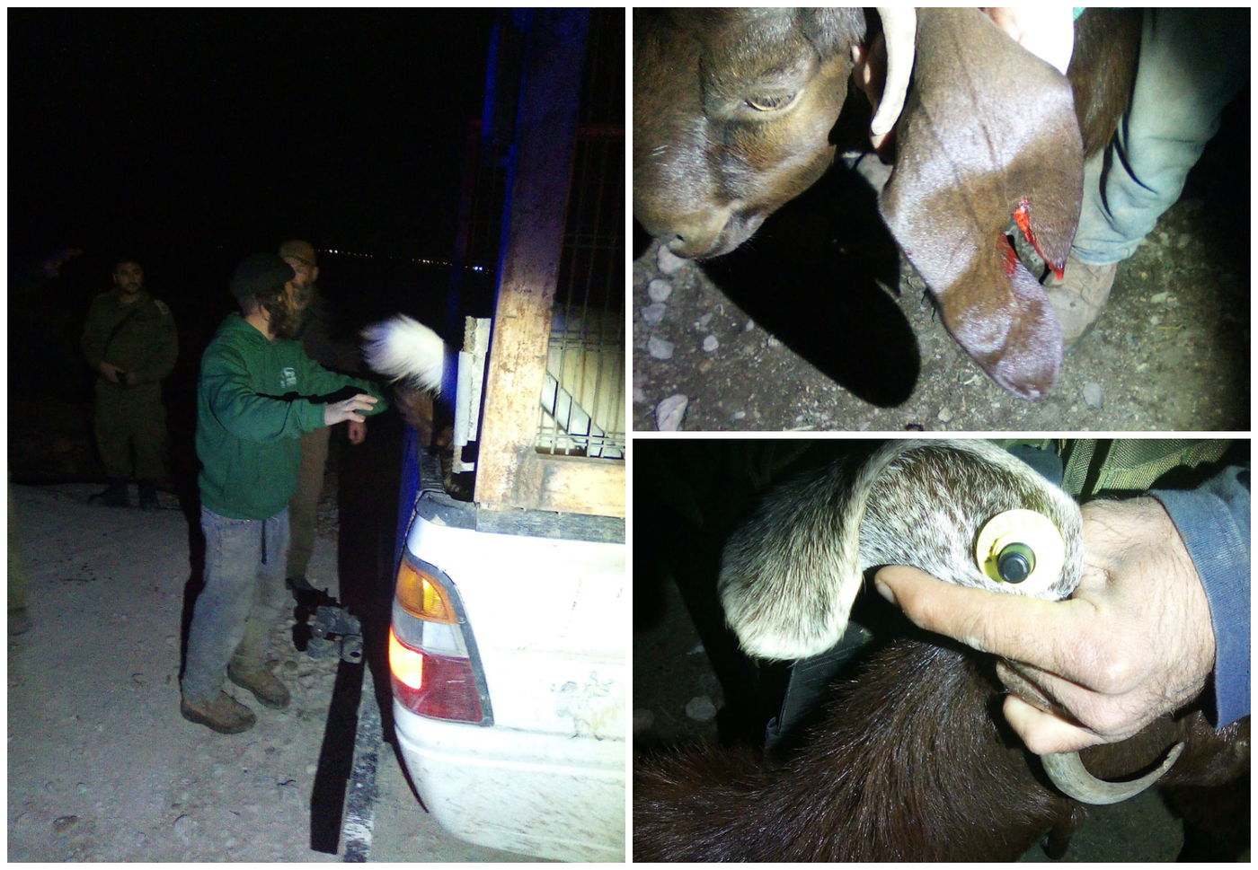 העיזים  חזרו בחזרה לבעל החווה בבקעת הירדן