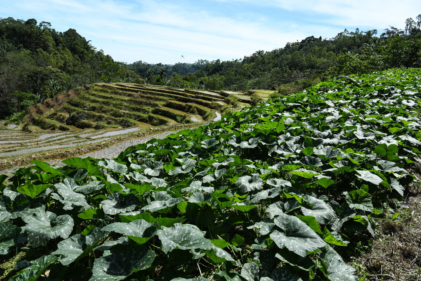 המסע באינדונזיה