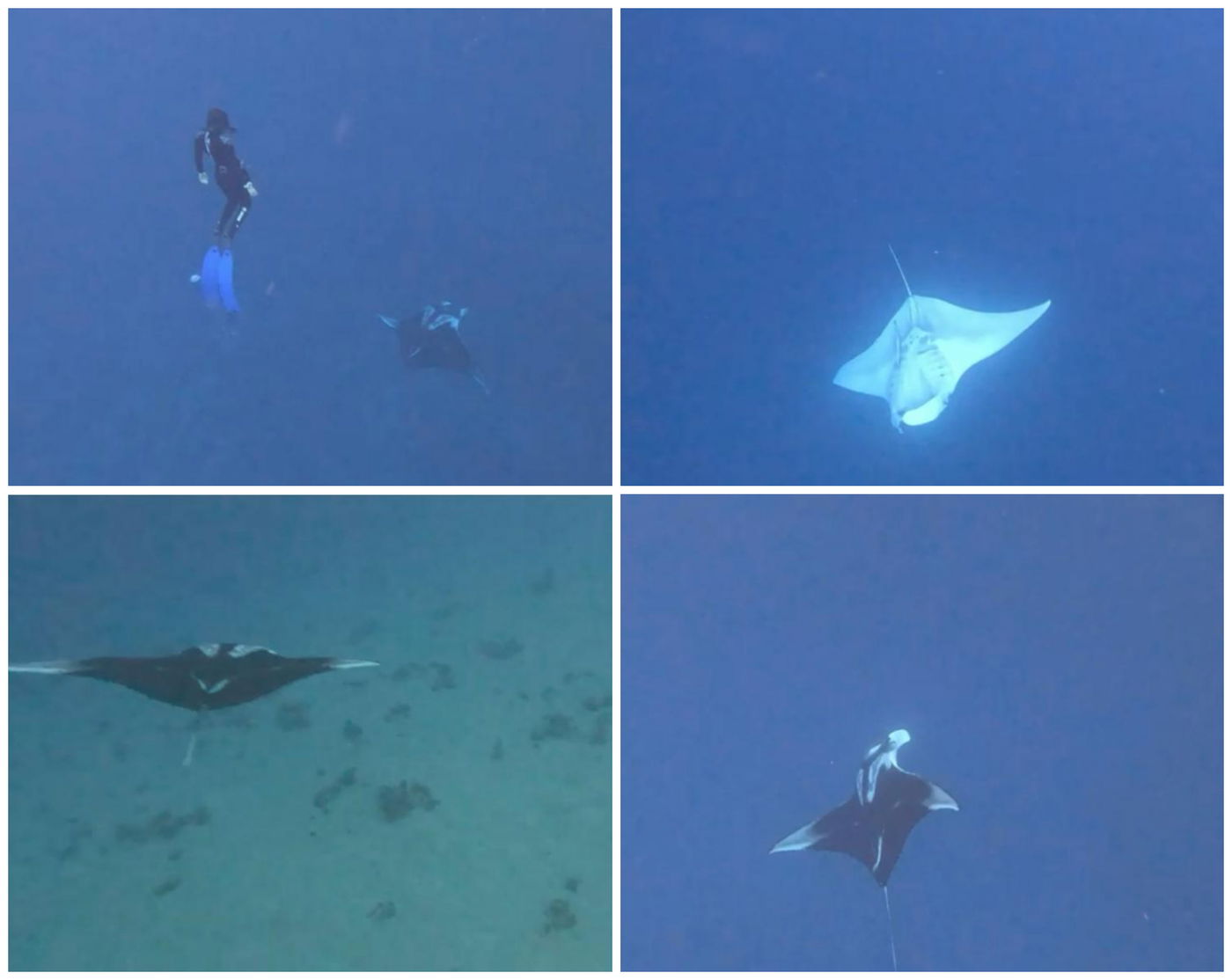 התצפית הנדירה של מנטה באילת