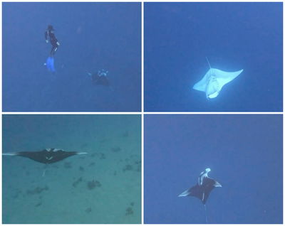 התצפית הנדירה של מנטה באילת