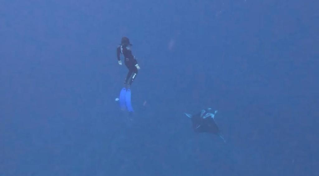 מנטה ענק נצפה בחוף קצא״א באילת