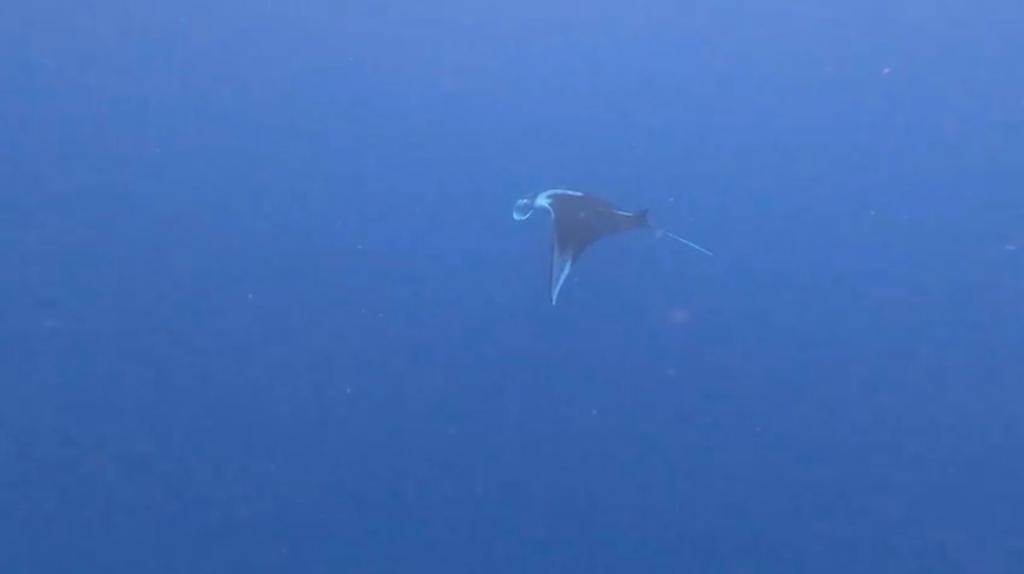 מנטה ענק נצפה בחוף קצא״א באילת