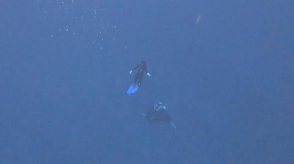 מנטה ענק נצפה בחוף קצא״א באילת