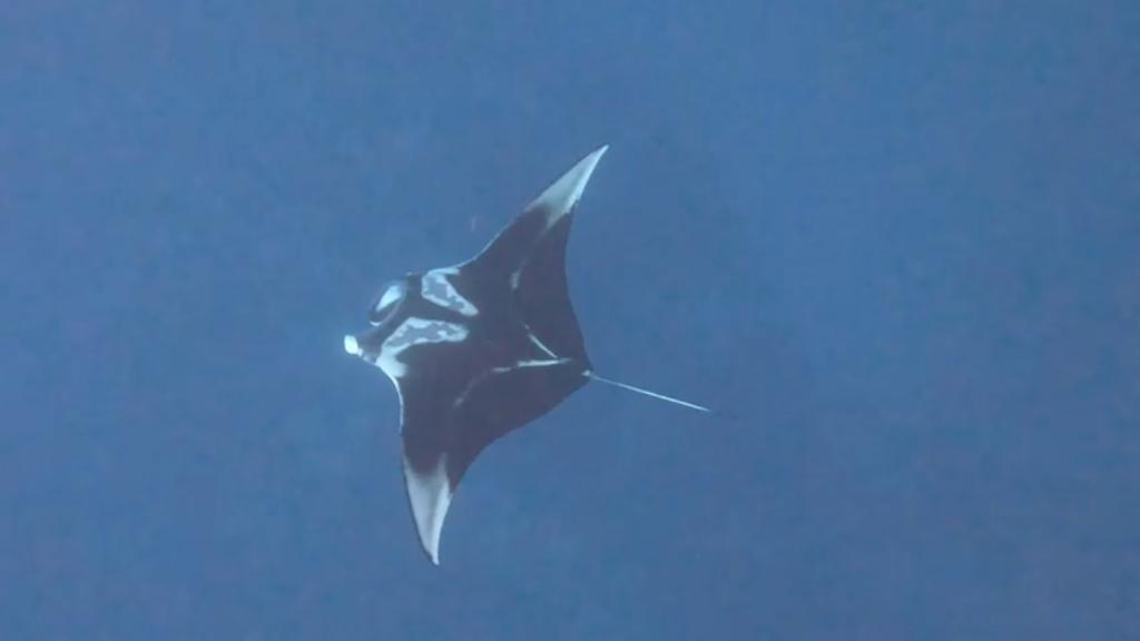 מנטה ענק נצפה בחוף קצא״א באילת