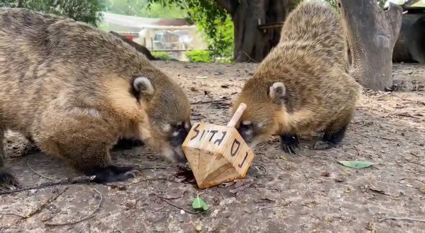 החוטמנים טועמים את האוכל ליד הסביבון
