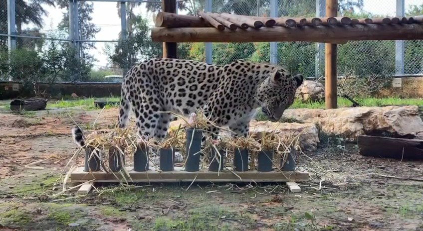 כורש, הנמר הפרסי, מתעניין בחנוכיה הגדולה