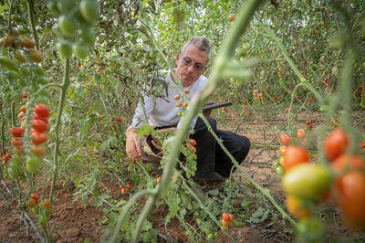 קטיף בעוטף עזה